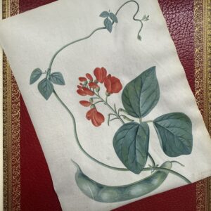 Botanical Watercolour on Vellum by MATILDA CONYERS (1697 - 1793) ~ Signed and Dated, 1767